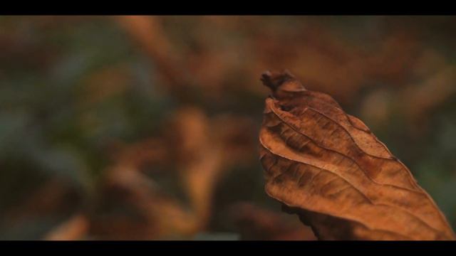 Ошибка и поддержка смотреть онлайн