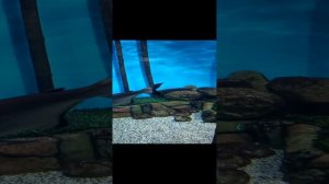 #океанариум #аквариум #рыбы #акулы #дельфины #дельфинарий #акванариум #интересное #24часавдельфинари
