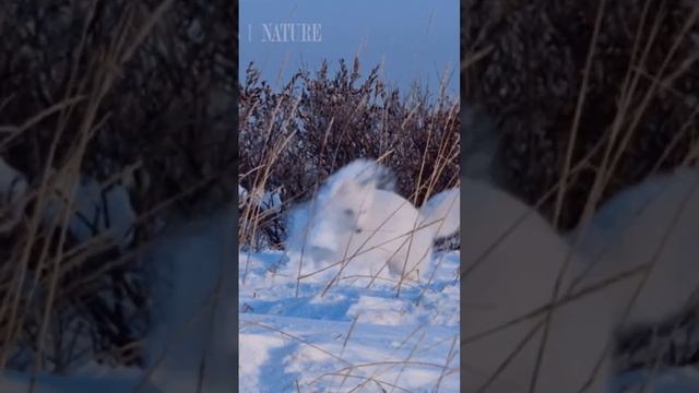 🦊 Arctic Foxes: Surviving the Frozen Wilderness ❄️ смотреть онлайн