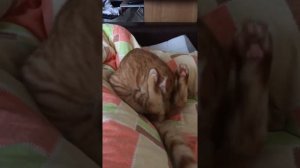 Кот бьет себя лапами и кусает сам себя. Cat is beating itself