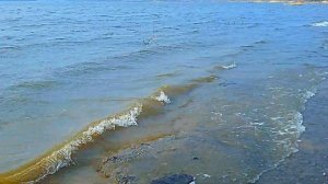 Курское море (щетинка) 03.04.2017