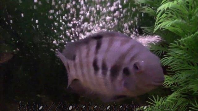 Аквариум живая вода, полезна для комнатаных растений