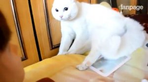 злая  белая кошка шипит на голую куклу :))