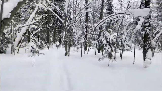 Эвристический Новый Год. Прогулка по лесу. Мысли о жизни смотреть онлайн