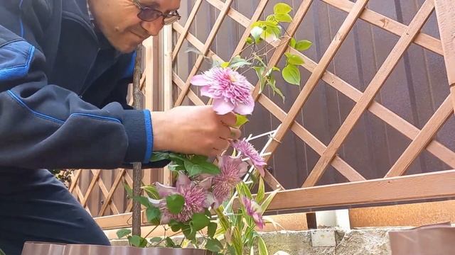 Клематис, пересадка и уход смотреть онлайн