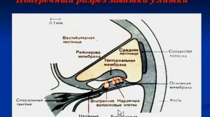 Лекция 4. Физиология слухового анализатора.