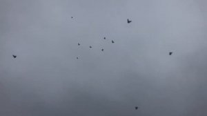 Голуби Владимира Петренко станица Староминская