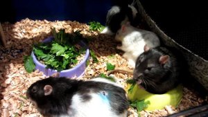 МОЖЕТ ЛИ КРЫСА ЖИТЬ ОДНА? || Почему я не хочу покупать еще крыс