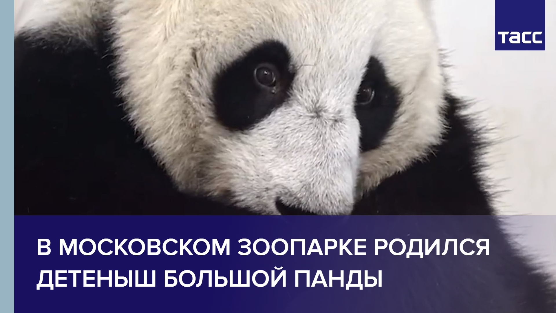 Панда детеныш москва. Детёныш панды в Московском зоопарке. В Московском зоопарке родился детеныш панды. В Московском зоопарке родилась Панда. Увидеть детеныша панды в Московском зоопарке.