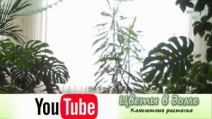 Азотные удобрения комнатных растений! Зачем растениям азот?