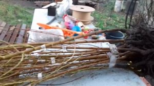 Садим отличные саженцы персика и нектарина от Кривовяза