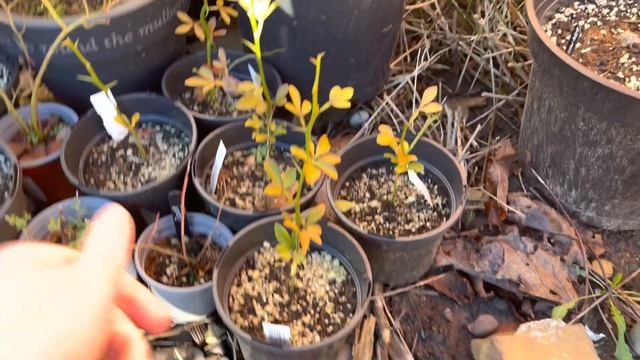 Trifoliate Orange - A Very Hardy Citrus (Poncirus Trifoliata) смотреть онлайн