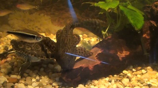 Turtle Trachemys scripta troostii - Żółw Żółtolicy i jego pierwsze spotkanie z Pleco