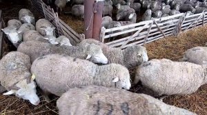 Овцеферма моего поселка! Обычный рабочий день. (5 часть)