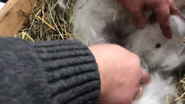 Окрол в -26 в уличных клетках , зимний окрол /калифорнийские кролики смотреть онлайн