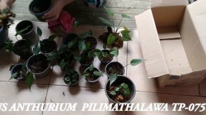 Anthurium cultivation ඇන්තුරියම් වගාව..Anthurium cultivation ඇන්තුරියම් වගාව Anthurium wagawa Anthu