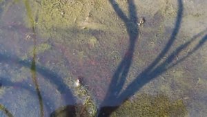 размножение планктона в реке