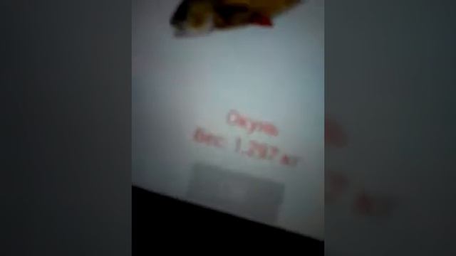 Александр Ермаков ловит щуку в рыбалке для друзей смотреть онлайн