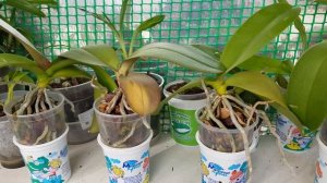 Орхидеи выращенные из семян дали цветоносы! Наконец-то Ура! Долгожданное видео на канале LTS!