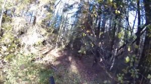 Охота, вальдшнеп, сеттер, октябрь ... . Часть 2.