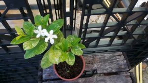 Wrightia antidysenterica variegated  Райтия антидезентерийная. вариегатная сплэш