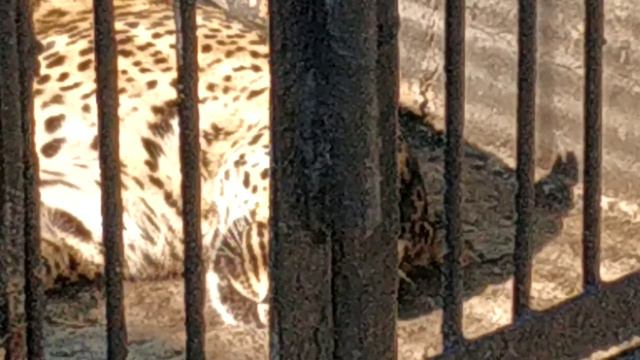 Абаканский зоопарк, кыси...29.07.2020 смотреть онлайн