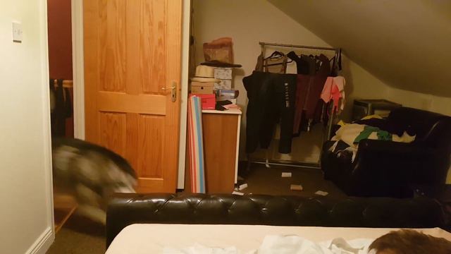 Бешеный маламут Путька!!! смотреть онлайн