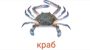 МОРСКОЙ МИР - ? развивающие карточки для детей.?