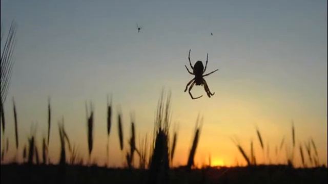 Где ты mp4 смотреть онлайн