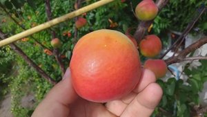 Абрикос ранне - средний сорт Джумбо Кот
