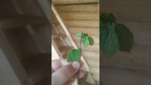 Черенкование лещины. Эксперимент.