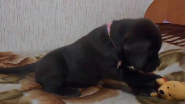 щенок лабрадора шоколадная девочка смотреть онлайн