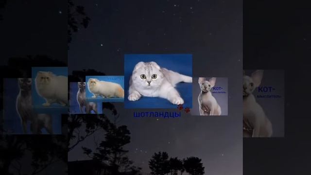 самые дорогие породы котов смотреть онлайн