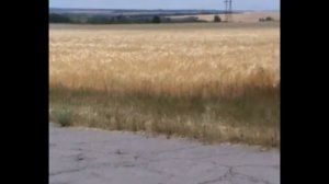 23.06.2022 г. Днепропетровская область. Окрестности города Желтые Воды. Поля наливаются хлебом. 66.