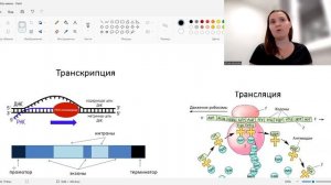 Биосинтез белка. Транскрипция и трансляция