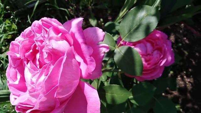 Гертруда Джекилл, шикарная роза для вашего сада??? смотреть онлайн