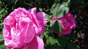 Гертруда Джекилл, шикарная роза для вашего сада???