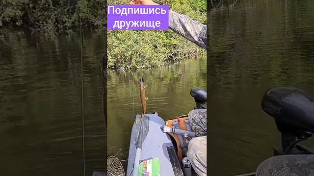 щука на кружки