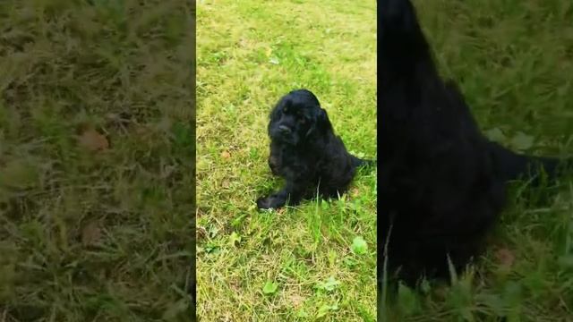 Щенок кокер-спаниеля смотреть онлайн