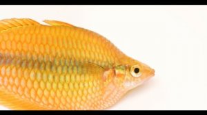 Радужницы - знакомые и не очень