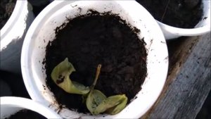 Не взошло более 800 семян огурцов F1 Бьерн, рассада погибает от болезней