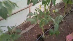 Правильное формирование помидор второй этап подвязки на шпалеру + Бонус Мужик Помидор🍅
