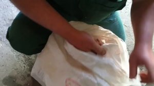 Сеем Фацелию для своих любимых пчел.