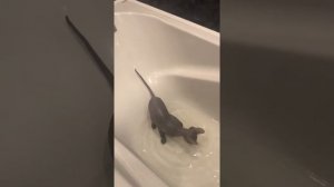 Первое купание донского сфинкса котёнка!