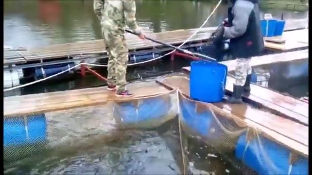 Рыбалка в Подмосковье по осетру!!! смотреть онлайн