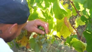 Vendanges à Giverny .France. Сбор винограда в Живерни .Франция 2022