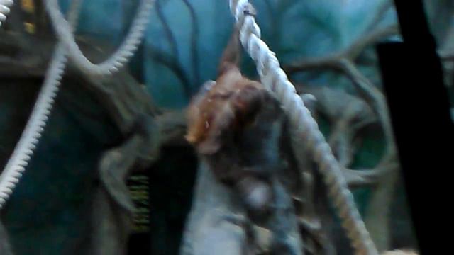 Орангутанги. Московский зоопарк. День музеев. 17.04.2016 смотреть онлайн