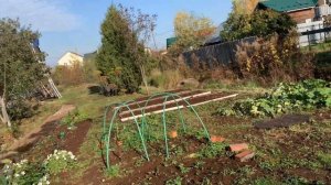 ДАЧА: В ОКТЯБРЕ | РОЗЫ ЦВЕТУТ #дача #розы #доски #грядки