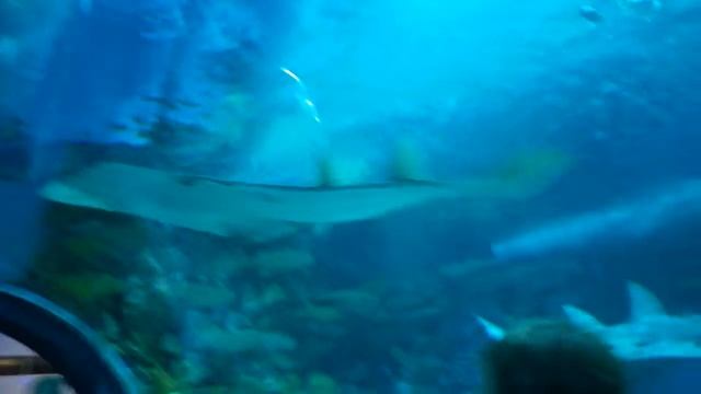 Океанариум Тропикариум в Будапеште 2015 г. ТЦ "Campona" смотреть онлайн