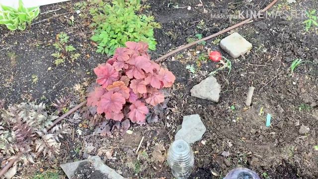 Garden Walk - Bee Garden - new Squash Island - In Ground Veg Garden смотреть онлайн